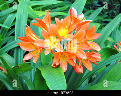 Cluster of orange Clivia flowers in rain, Clivia miniata, also called Natal lily