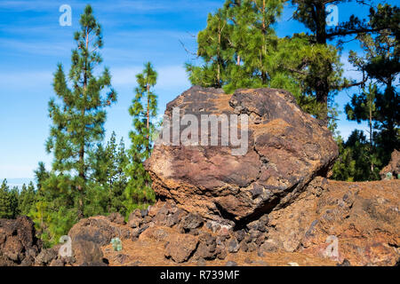 Large volcanic bomb, rock, in the pine forests of pinus canariensis trees on Tenerife, Canary Islands, Spain Stock Photo