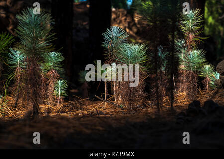 Pinus canariensis, canarian pine young trees sprouting from the forest floor, Tenerife, Canary Islands, Spain Stock Photo