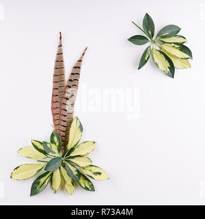 Leaves of schefflera flowers and pheasant feathers on white background. Flat lay, top view. Stock Photo