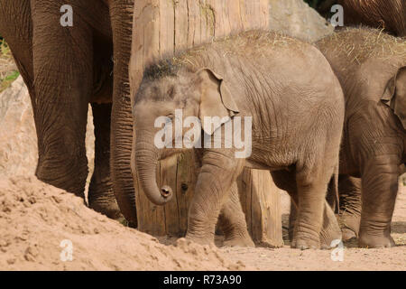 Asian elephants (elephas mazximus) at Chester Zoo, Chester, Cheshire, England, UK Stock Photo