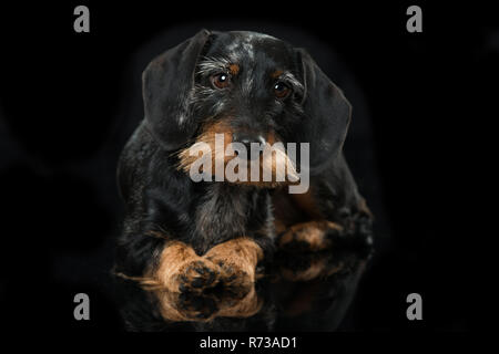 Lying dachshund on black background Stock Photo
