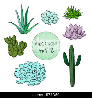 Succulent cactus collection. agave, Carnegiea, aloe, gastraea, haworthia, Saguaro, Echinopsis, San Pedro, Cereus Stock Photo