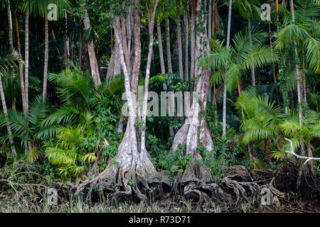 Euterpe oleracea (açai), Igarapé, Amazon, Belem do Pará, Para, Brazil Stock Photo