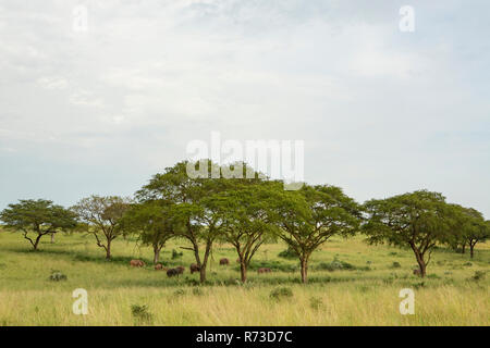 Elephants in grass landscape, Uganda Stock Photo