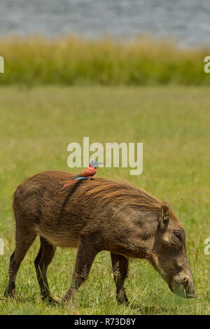 Warthog with Northern Carmine Bee-eater on its back, Murchison Falls National Park, Uganda Stock Photo