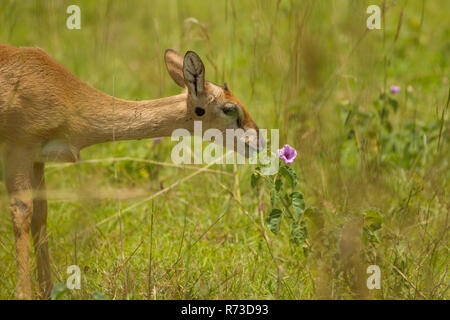 Oribi (Ourebia ourebi) Antelope, Murchison Falls National Park, Uganda Stock Photo