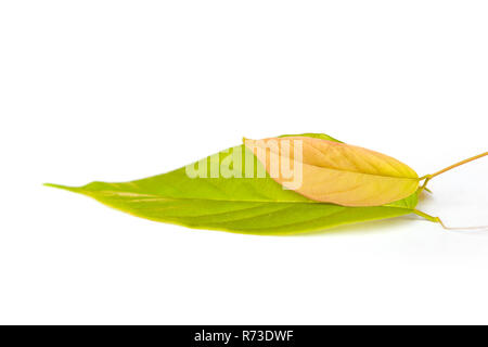 Bread flower leaves isolated on white background. Stock Photo