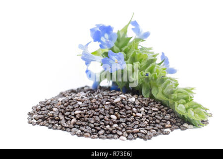 Chia (Salvia hispanica) Pile of seeds with flowers on white background Stock Photo