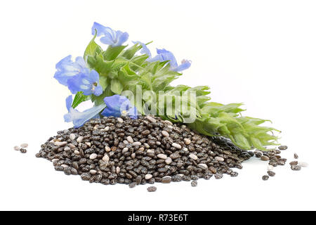 Chia (Salvia hispanica) Pile of seeds with flowers on white background Stock Photo