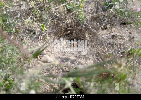 A spider dragging an insect into its hole in the ground in the Utah desert. Stock Photo