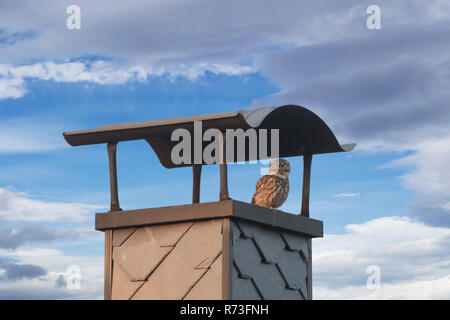 Little owl (Athene noctua) perched on modern chimney of house in village Stock Photo