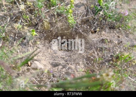 A spider dragging an insect into its hole in the ground in the Utah desert. Stock Photo