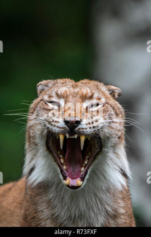 Close up portrait of yawning Eurasian lynx (Lynx lynx) showing teeth and long canines in open mouth Stock Photo