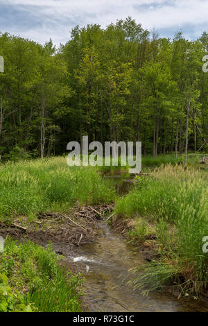 Creek channels flowing from a beaver dam in a wetlands area along the School Mountain Road Trail. Clarence Fahnestock State Park, New York Stock Photo