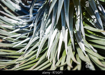 A closeup view of the leaves of a Silver sword plant in Haleakala National Park, Maui, Hawaii, USA. Stock Photo