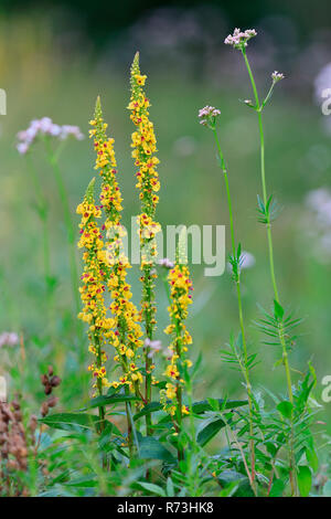 black mullein, Germany (Verbascum nigrum) Stock Photo