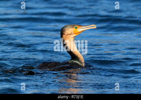 White-breasted cormorant, Western Cape, South Africa, Africa (Phalacrocorax lucidus) Stock Photo