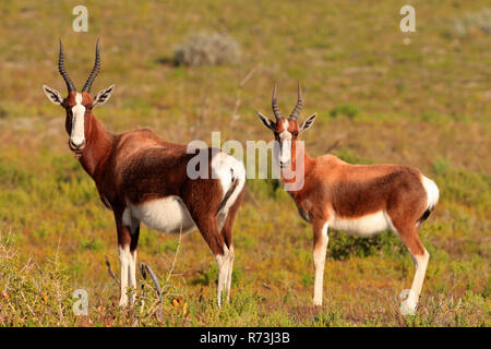 bontebok, female with young, De Hoop Nature Reserve, Western Cape, South Africa, Africa (Damaliscus dorcas dorcas) Stock Photo