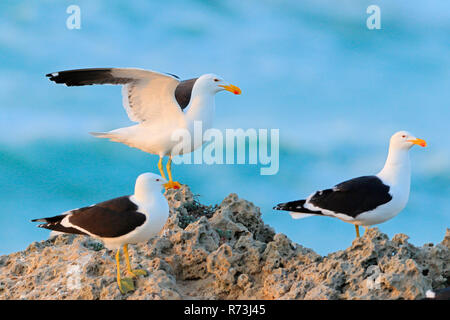 Dominican gulls, Penguin Nature Reserve, Stony Point, South Africa, Africa (Larus dominicanus) Stock Photo