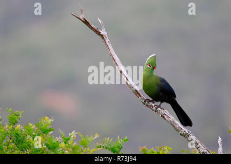 Knysna Turaco, Kariega Game Reserve, Western Cape, South Africa, Africa (Tauraco corythaix) Stock Photo