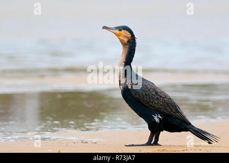 white-breasted cormorant, Kariega Game Reserve, Western Cape, South Africa, Africa (Phalacrocorax lucidus) Stock Photo