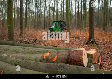logs, trees, forest, beech forest, forestry, Forwarder, biosphere reserve Schorheide-Chorin, Neuehuette, Brandenburg, Germany Stock Photo