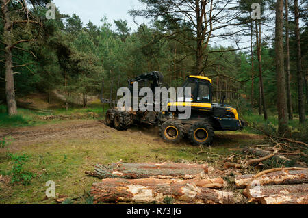 forestry, forwarder, Ponsse, pine, (Pinus sylvestris), pine forest, forest technology, forest machinery, Sarenseck, Lower Saxony, Germany Stock Photo