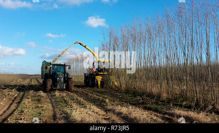 Short rotation coppice, willows, SRC, self-propelled harvester, chipper, New Holland, New Holland FB 130, tractor, Fendt, Saxony, Germany Stock Photo
