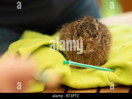 little wild rabbit is being fed Stock Photo