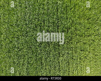 The wheat field is green. Young wheat on the field. View from above. Textural background of green wheat. Green grass. Stock Photo