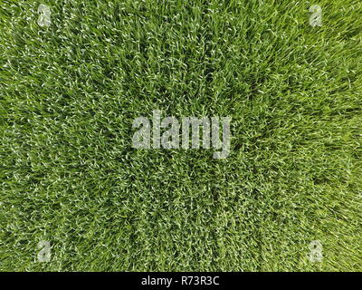 The wheat field is green. Young wheat on the field. View from above. Textural background of green wheat. Green grass. Stock Photo