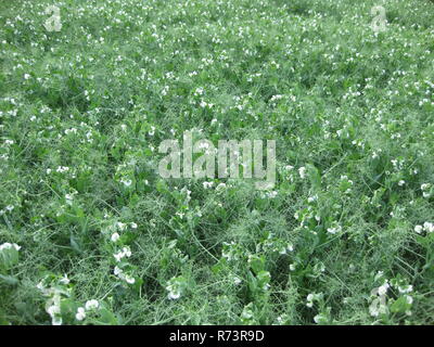 Blooming peas in the field. Flowering of legumes. Flowers of peas Stock Photo