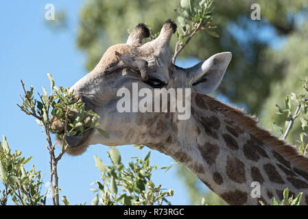 Red-billed oxpecker on the head of a giraffe in the moremi game reserve, botswana Stock Photo