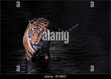 big strong tiger taking a bath in hot summer Stock Photo