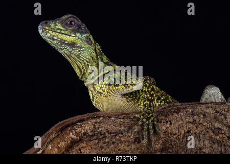 Weber's sailfin lizard (Hydrosaurus weberi) Stock Photo