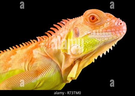 Crimson albino iguana (Iguana iguana) Stock Photo