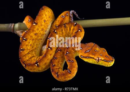 Green tree python (Morelia viridis) Stock Photo