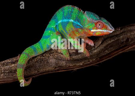 Panther chameleon (Furcifer pardalis) Ambilobe Stock Photo
