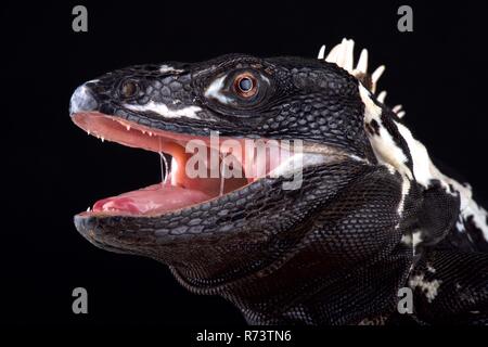 Mexican spiny-tailed iguana (Ctenosaura pectinata) Stock Photo