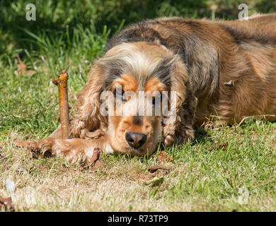 English Cocker Spaniel holding stick between front paws, head on legs. Stock Photo