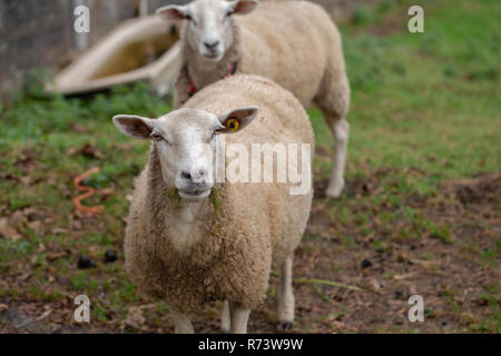 Castellana sheep breed Stock Photo - Alamy