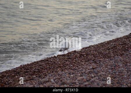 Lone Herring Gull (Larus argentatus) Patrolling the Pebbly Foreshore of Sidmouth Beach on a Calm Summer's Evening. East Devon, UK. Stock Photo
