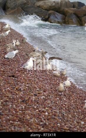 Flock of Mature and Juvenile Herring Gulls (Larus argentatus) on the Pebbly Shore of Sidmouth Beach on a Summer Evening. East Devon, UK. Stock Photo