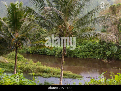 Coconut palm trees in the Waipi'o Valley on the Big Island of Hawaii. Stock Photo