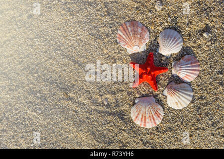 Red starfish and shells arranged on sand at the beach. Stock Photo