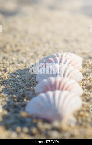 Shells arranged in line on the sand. Stock Photo