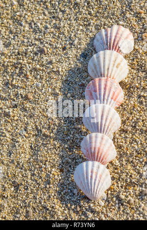 Shells arranged in line on the sand. Stock Photo