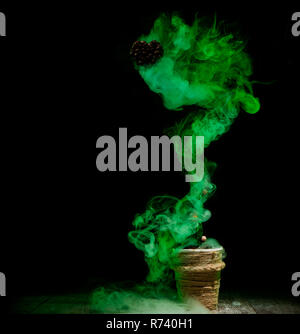 pot with green smoke flower at dark background isolated on wooden floor Stock Photo