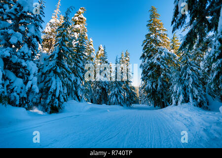 Snow covered road boardered with tall evergeen trees in Mt. Hood National Forest. Stock Photo